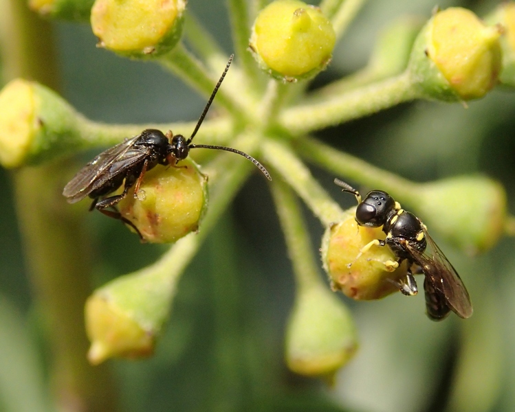 Braconidae e Crabronidae